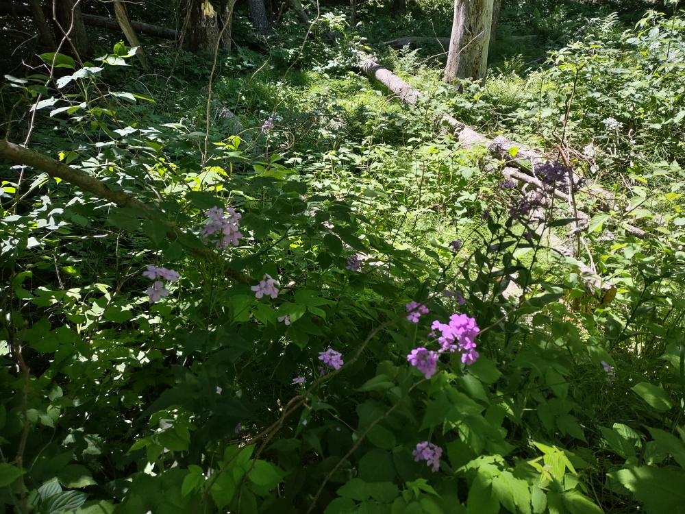 Like Hite’s Cove, there are wild flowers along the path
