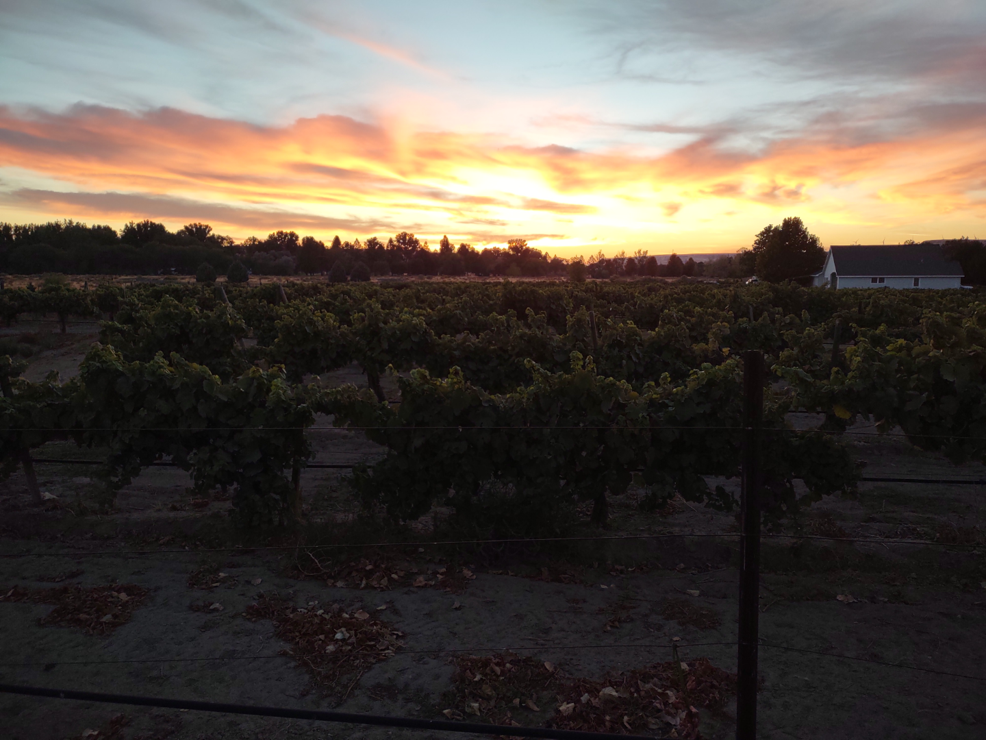 Sunset as seen across the vineyard.