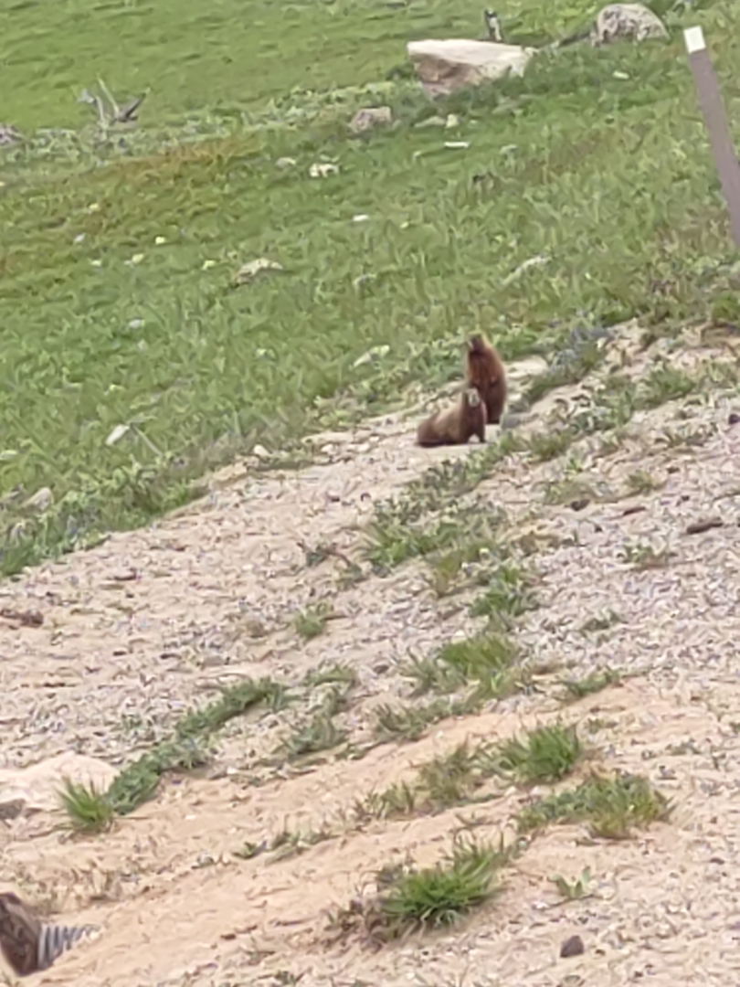 Marmots at Rocky Point.