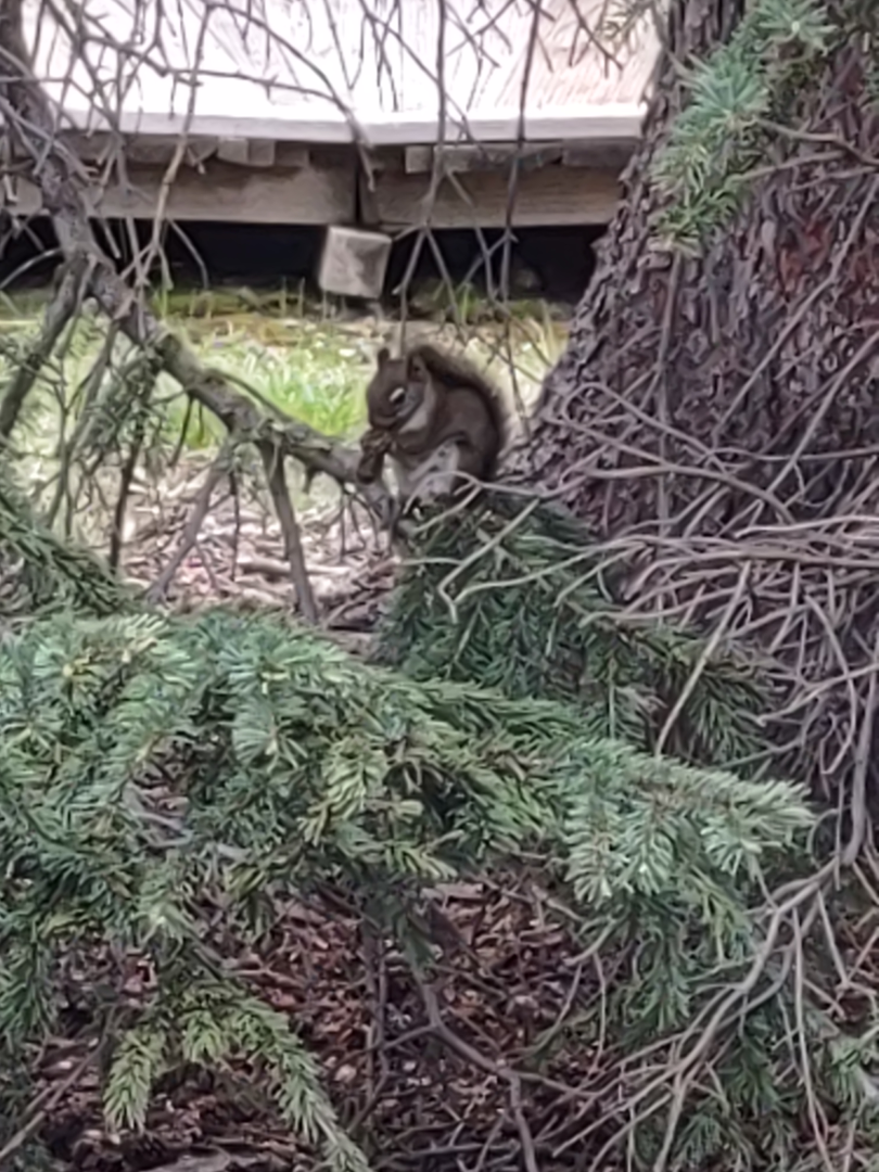 A Chipmunk in a Tree.