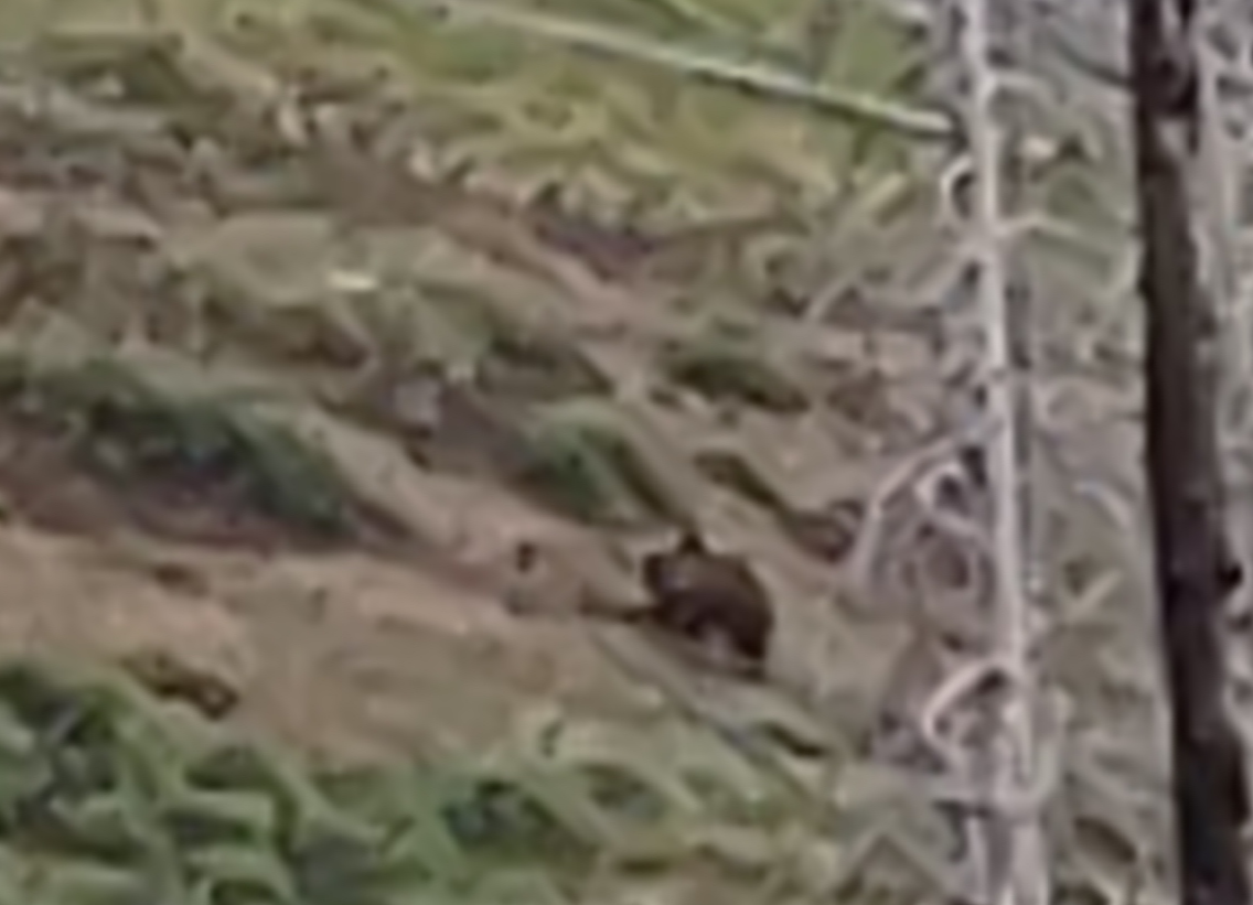 Grizzly Bear in the Distance.